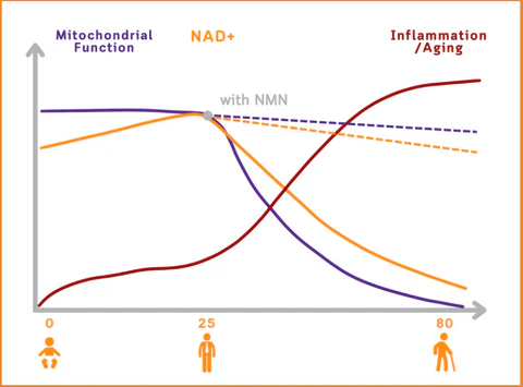 💐𝐂𝐯𝐫𝐞𝐨𝐳® 𝐁𝐞𝐞 𝐕𝐞𝐧𝐨𝐦 𝐍𝐌𝐍 𝐍𝐚𝐭𝐮𝐫𝐚𝐥 𝐑𝐞𝐩𝐚𝐢𝐫 𝐕𝐚𝐠𝐢𝐧𝐚𝐥 𝐂𝐚𝐩𝐬𝐮𝐥𝐞𝐬 [𝐅𝐨𝐫 𝐚𝐥𝐥 𝐯𝐚𝐠𝐢𝐧𝐚𝐥 𝐚𝐧𝐝 𝐡𝐨𝐫𝐦𝐨𝐧𝐚𝐥 𝐩𝐫𝐨𝐛𝐥𝐞𝐦𝐬]